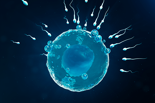 Fecundación óvulo, ovulo, espermatozoide, fecundacion, embarazo, reproduccion