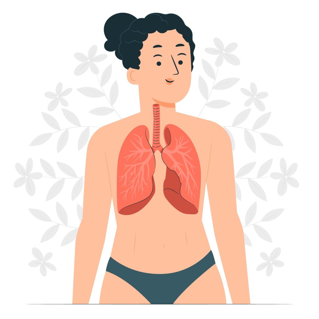 vías respiratorias, sistema respiratorio, vías respiratorias bajas