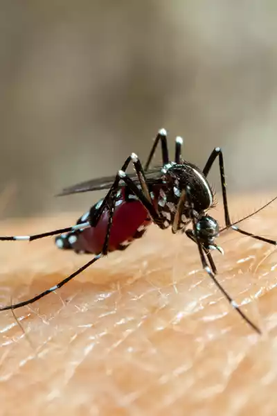 dengue, síntomas del dengue, que es el dengue, dengue hemorrágico